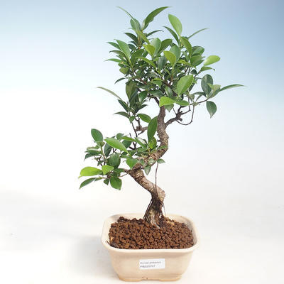 Innenbonsai - Ficus kimmen - kleiner Blattficus PB220707