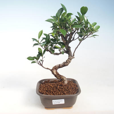 Innenbonsai - Ficus kimmen - kleiner Blattficus PB220708