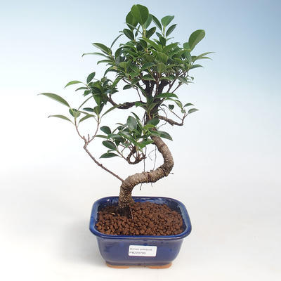 Innenbonsai - Ficus kimmen - kleiner Blattficus PB220709