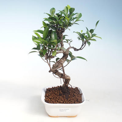 Innenbonsai - Ficus kimmen - kleiner Blattficus PB220710