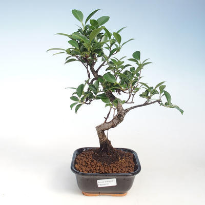 Innenbonsai - Ficus kimmen - kleiner Blattficus PB220711