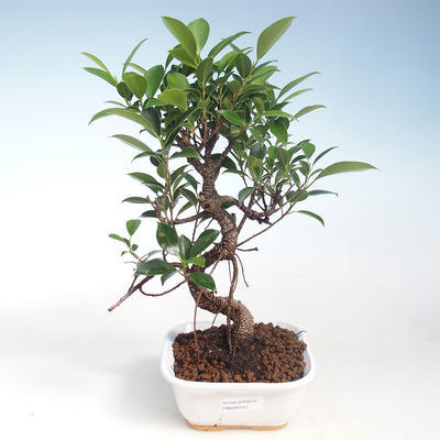Innenbonsai - Ficus kimmen - kleiner Blattficus PB220712