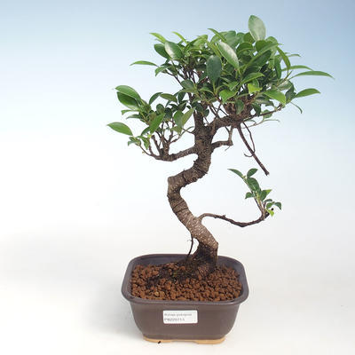 Innenbonsai - Ficus kimmen - kleiner Blattficus PB220713