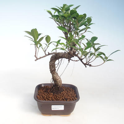 Innenbonsai - Ficus kimmen - kleiner Blattficus PB220714