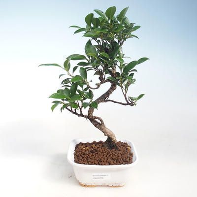 Innenbonsai - Ficus kimmen - kleiner Blattficus PB220716