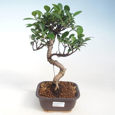 Indoor Bonsai - Ficus kimmen - kleiner Blattficus PB220717