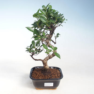 Innenbonsai - Ficus kimmen - kleiner Blattficus PB220718