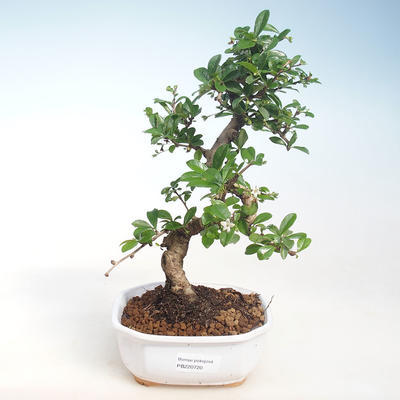 Indoor-Bonsai - Carmona macrophylla - Tee fuki PB220720 - 1