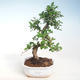 Indoor-Bonsai - Carmona macrophylla - Tee fuki PB220720 - 1/5