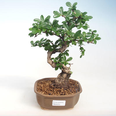 Innenbonsai - Carmona macrophylla - Tee fuki PB220721 - 1