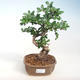 Innenbonsai - Carmona macrophylla - Tee fuki PB220721 - 1/5