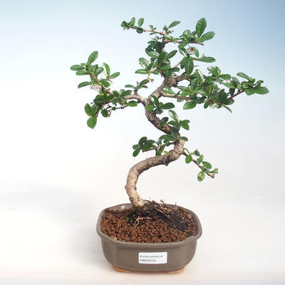 Indoor-Bonsai - Carmona macrophylla - Tee fuki PB220722 - 1