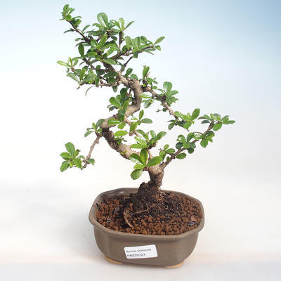 Indoor-Bonsai - Carmona macrophylla - Tee fuki PB220723 - 1