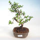 Indoor-Bonsai - Carmona macrophylla - Tee fuki PB220723 - 1/5