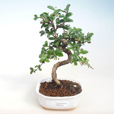Indoor-Bonsai - Carmona macrophylla - Tee fuki PB220724 - 1