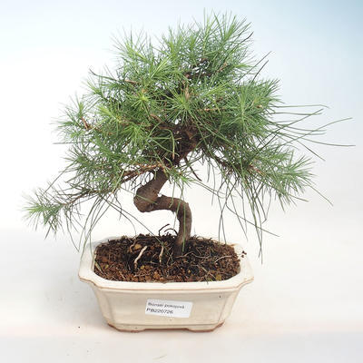 Innen Bonsai-Pinus halepensis-Aleppo Kiefer PB220726