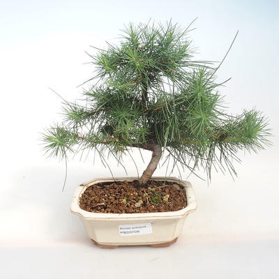 Innen Bonsai-Pinus halepensis-Aleppo Kiefer PB220728