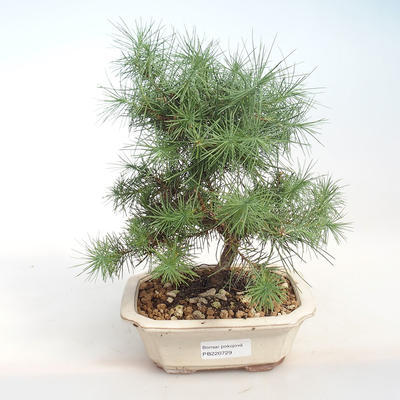 Innen Bonsai-Pinus halepensis-Aleppo Kiefer PB220729