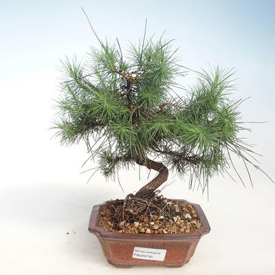 Innen Bonsai-Pinus halepensis-Aleppo Kiefer PB220730