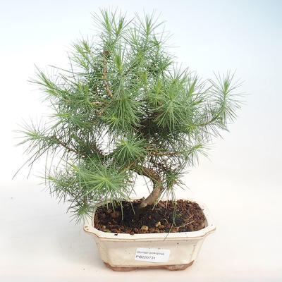 Indoor-Bonsai-Pinus halepensis-Aleppo-Kiefer PB220731