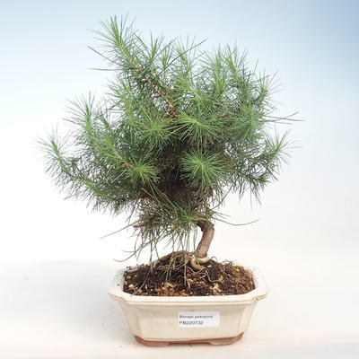 Innen Bonsai-Pinus halepensis-Aleppo Kiefer PB220732