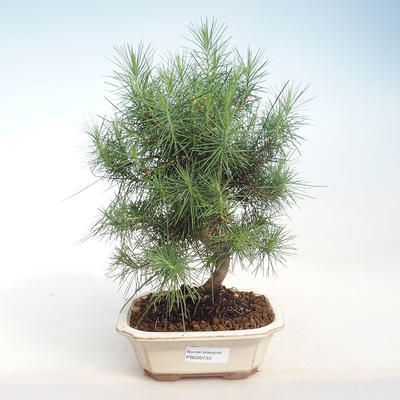 Innen Bonsai-Pinus halepensis-Aleppo Kiefer PB220733