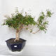 Indoor Bonsai - Australische Kirsche - Eugenia uniflora - 1/4