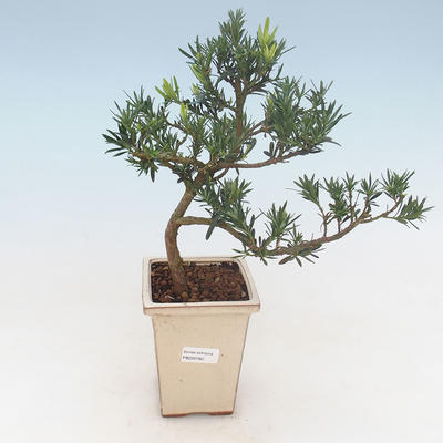 Indoor Bonsai - Podocarpus - Stein Eibe PB220760