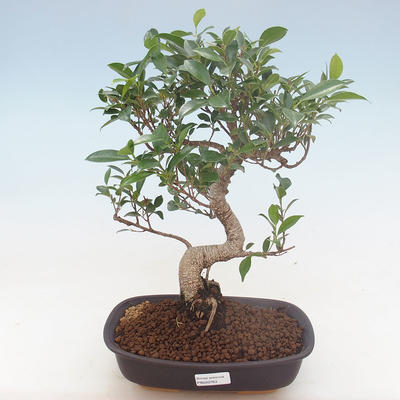 Innenbonsai - Ficus retusa - kleiner Blattficus PB220763 - 1