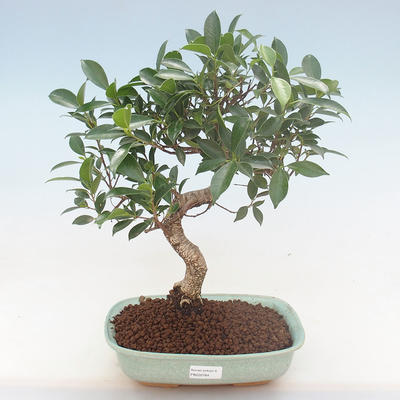 Indoor-Bonsai - Ficus retusa - kleiner Blattficus PB220764 - 1