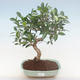 Indoor-Bonsai - Ficus retusa - kleiner Blattficus PB220764 - 1/2