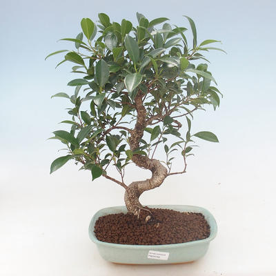 Indoor-Bonsai - Ficus retusa - kleiner Blattficus PB220765 - 1