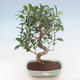 Indoor-Bonsai - Ficus retusa - kleiner Blattficus PB220765 - 1/2