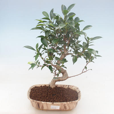 Indoor-Bonsai - Ficus retusa - kleiner Blattficus PB220766 - 1