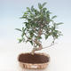 Indoor-Bonsai - Ficus retusa - kleiner Blattficus PB220766 - 1/2