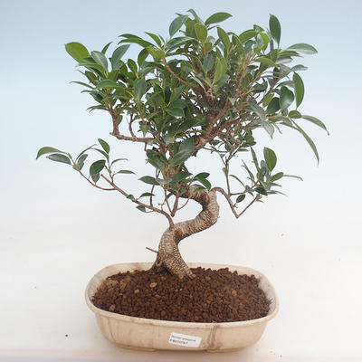 Innenbonsai - Ficus retusa - kleiner Blattficus PB220767 - 1
