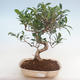 Innenbonsai - Ficus retusa - kleiner Blattficus PB220767 - 1/2