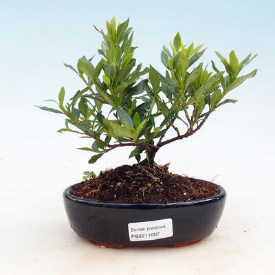 Indoor-Bonsai - Gardenia jasminoides-Gardenia