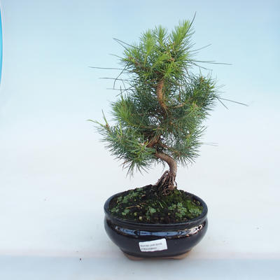 Innen Bonsai-Pinus halepensis-Aleppo Kiefer PB220802