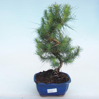 Innen Bonsai-Pinus halepensis-Aleppo Kiefer PB220803