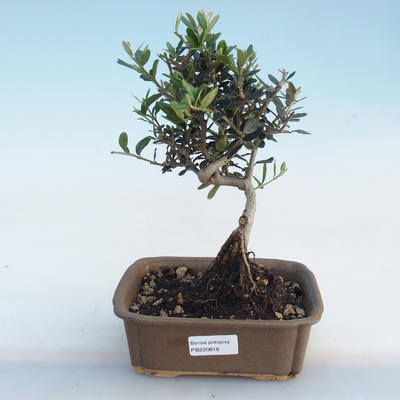 Innenbonsai - Olea europaea sylvestris - Europäische kleinblättrige Olive IV220816 - 1