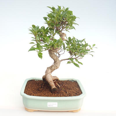 Innenbonsai - Ficus retusa - kleiner Blattficus PB22081 - 1