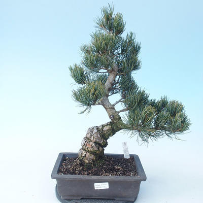 Pinus parviflora - Kleinblumige Kiefer VB2020-118 - 1