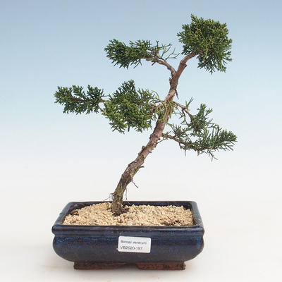 Bonsai im Freien - Juniperus chinensis - Chinesischer Wacholder VB-2020-197