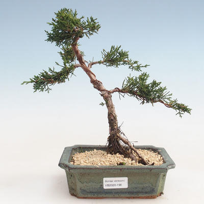 Bonsai im Freien - Juniperus chinensis - Chinesischer Wacholder VB-2020-198