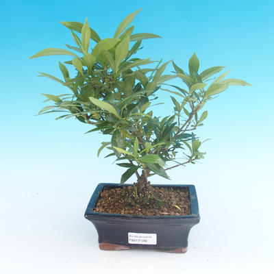 Zimmer bonsai - Gardenia jasminoides-Gardenie