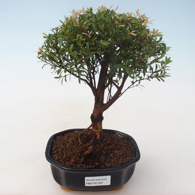 Indoor Bonsai - Syzygium - Pimentovník PB2191720 - 1