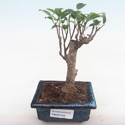 Innenbonsai - Ficus retusa - kleiner Blattficus PB220159 - 1