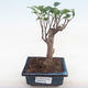Innenbonsai - Ficus retusa - kleiner Blattficus PB220159 - 1/2