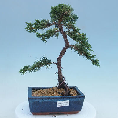 Outdoor-Bonsai - Juniperus chinensis - Chinesischer Wacholder